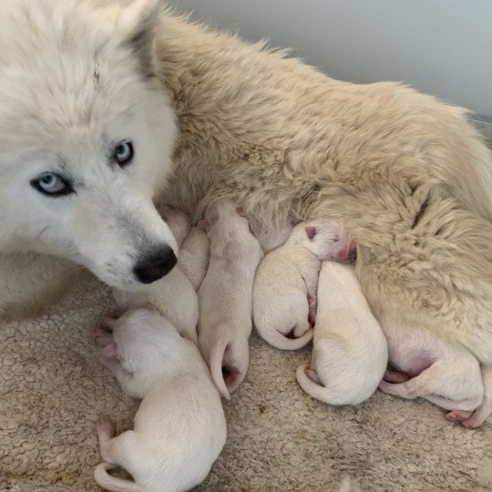chiot Samsky blanc 8 Chiots Elevage de Pomsky & Samsky  