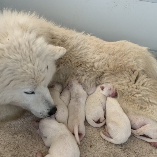 chiot Samsky blanc 8 Chiots Elevage de Pomsky & Samsky  