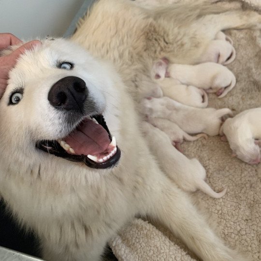 chiot Samsky blanc 8 Chiots Elevage de Pomsky & Samsky  
