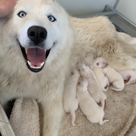 chiot Samsky blanc 8 Chiots Elevage de Pomsky & Samsky  