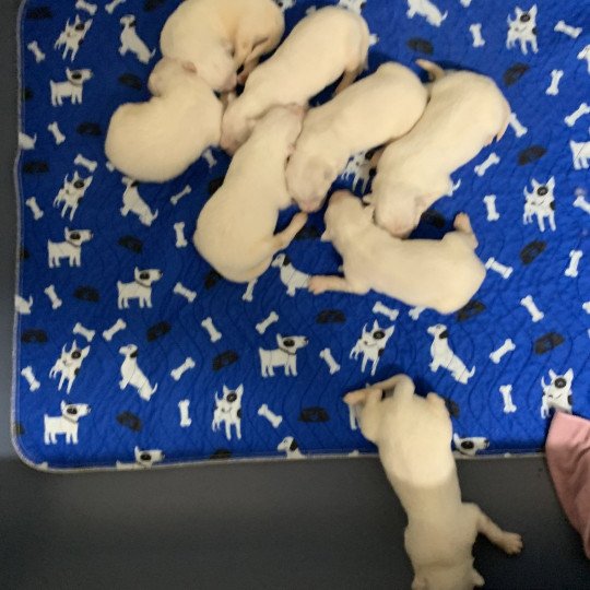 chiot Samsky blanc 8 Chiots Elevage de Pomsky & Samsky  