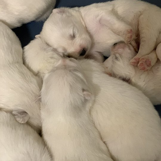 chiot Samsky blanc 8 Chiots Elevage de Pomsky & Samsky  
