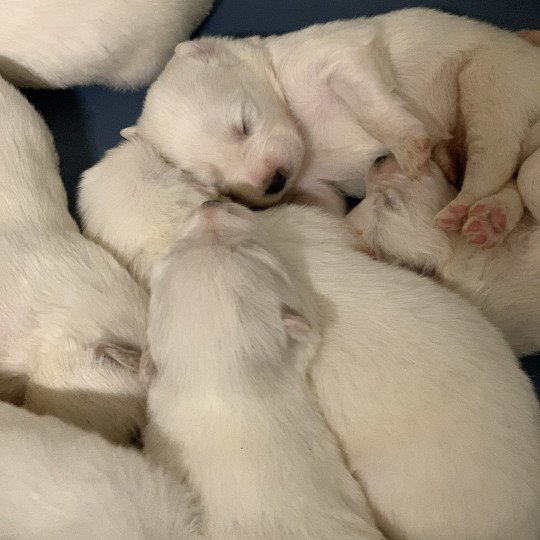 chiot Samsky blanc 8 Chiots Elevage de Pomsky & Samsky  