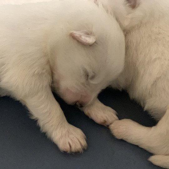 chiot Samsky blanc 8 Chiots Elevage de Pomsky & Samsky  