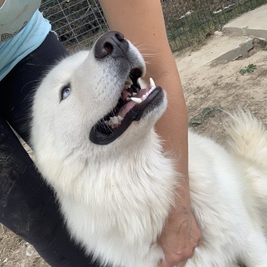 chien Samsky blanc Grimm Elevage de Pomsky & Samsky  