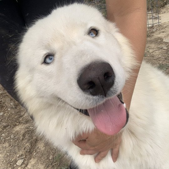 chien Samsky blanc Grimm Elevage de Pomsky & Samsky  
