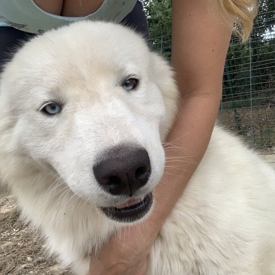 chien Samsky blanc Grimm Elevage de Pomsky & Samsky  