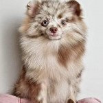 LEGO Mâle Spitz allemand LEGO Mâle Spitz allemand