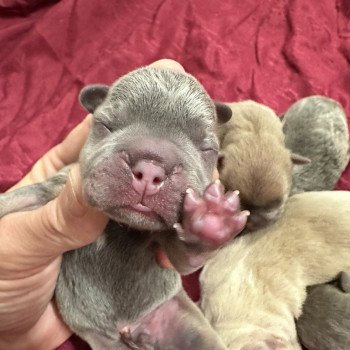 Tizer Miss Bullz Mâle Bouledogue francais