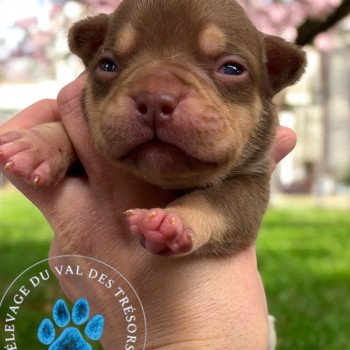 Diana Miss Bullz Femelle American Bully