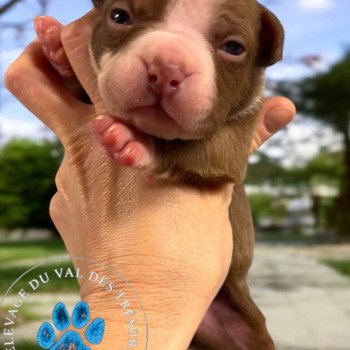 Will Miss Bullz Mâle American Bully