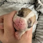 Camilla Miss Bullz Femelle Bouledogue francais Camilla Miss Bullz Femelle Bouledogue francais