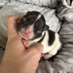 Heartie Miss Bullz Femelle Bouledogue francais Heartie Miss Bullz Femelle Bouledogue francais