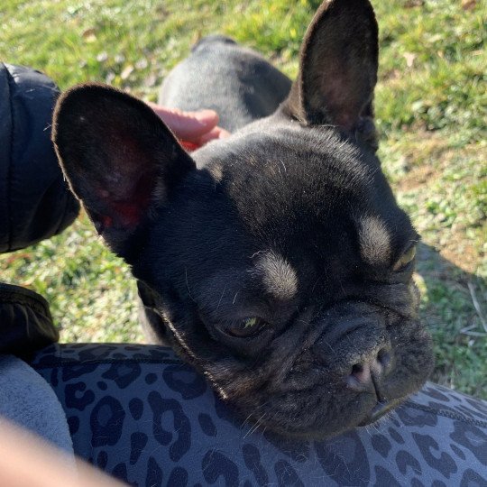 chien Bouledogue francais Black et Tan Leeloo Miss Bullz, élevage Bulldog Anglais  