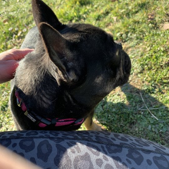 chien Bouledogue francais Black et Tan Leeloo Miss Bullz, élevage Bulldog Anglais  