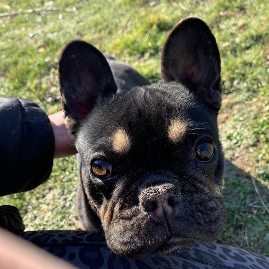 chien Bouledogue francais Black et Tan Leeloo Miss Bullz, élevage Bulldog Anglais  