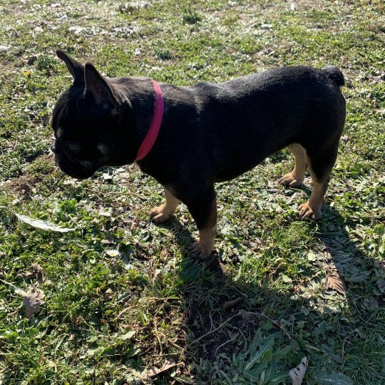 chien Bouledogue francais Black et Tan Leeloo Miss Bullz, élevage Bulldog Anglais  