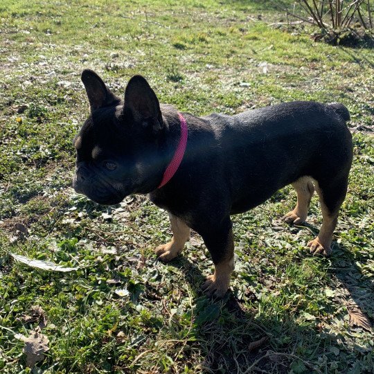 chien Bouledogue francais Black et Tan Leeloo Miss Bullz, élevage Bulldog Anglais  