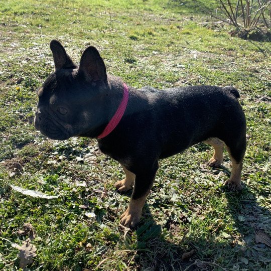 chien Bouledogue francais Black et Tan Leeloo Miss Bullz, élevage Bulldog Anglais  