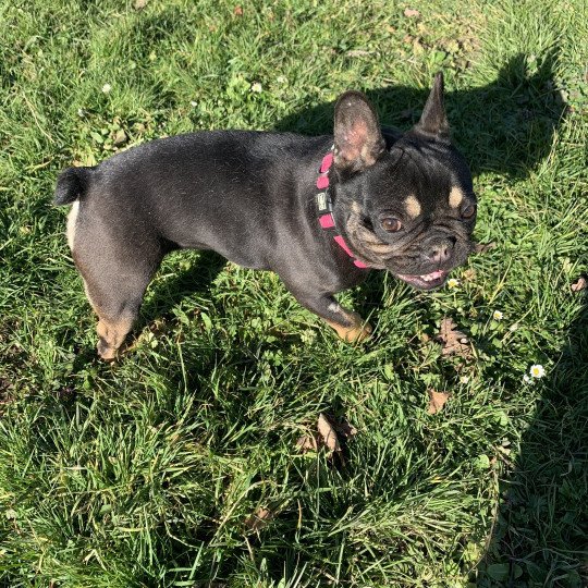 chien Bouledogue francais Black et Tan Leeloo Miss Bullz, élevage Bulldog Anglais  