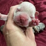 Princesse Miss Bullz Femelle Bouledogue francais Princesse Miss Bullz Femelle Bouledogue francais