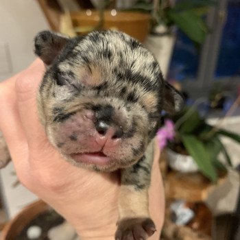SLENE Miss Bullz Mâle Bouledogue francais