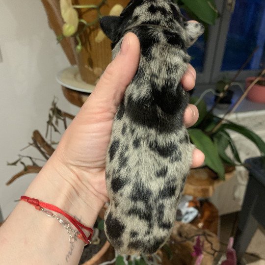chiot Bouledogue francais Black Merle et Tan SLENE Miss Bullz, élevage Bulldog Anglais et Français  