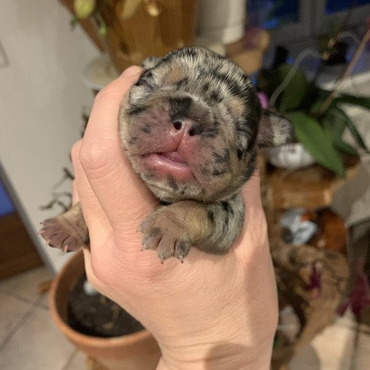 chiot Bouledogue francais Black Merle et Tan SLENE Miss Bullz, élevage Bulldog Anglais et Français  