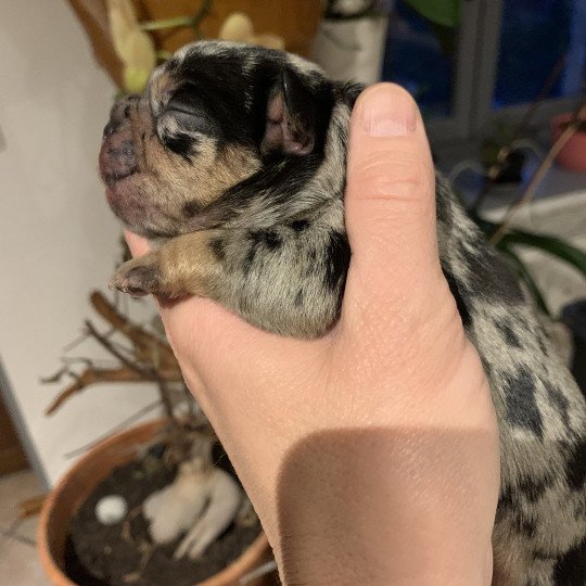 chiot Bouledogue francais Black Merle et Tan SLENE Miss Bullz, élevage Bulldog Anglais et Français  