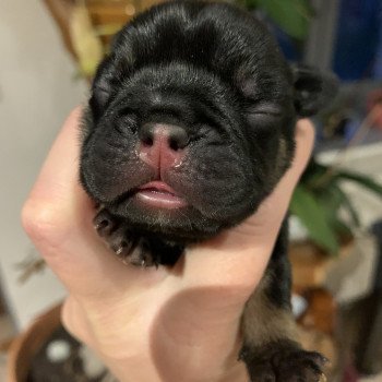 SLOAN Miss Bullz Mâle Bouledogue francais