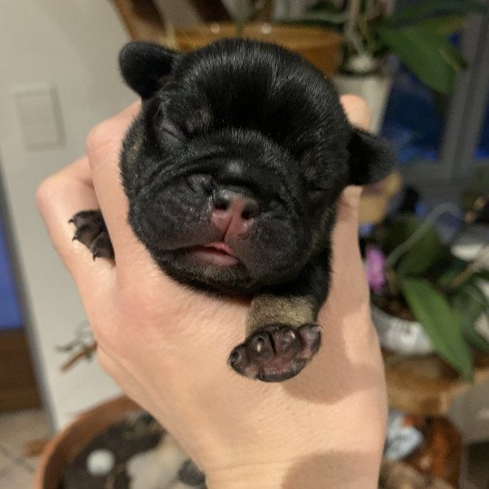 chiot Bouledogue francais Black tan SLOAN Miss Bullz, élevage Bulldog Anglais et Français  