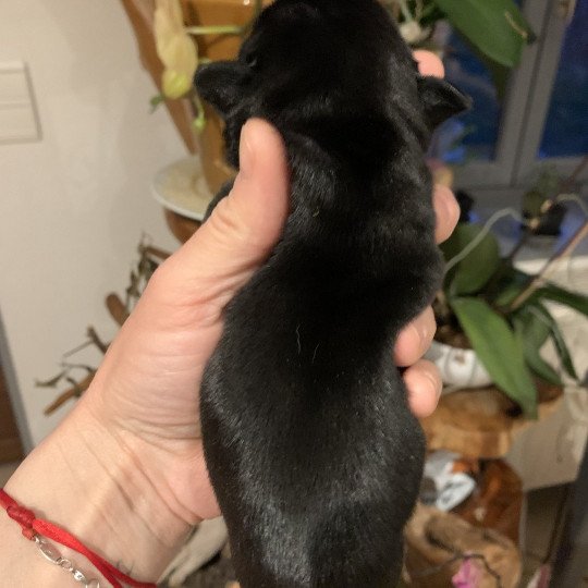 chiot Bouledogue francais Black tan SLOAN Miss Bullz, élevage Bulldog Anglais et Français  