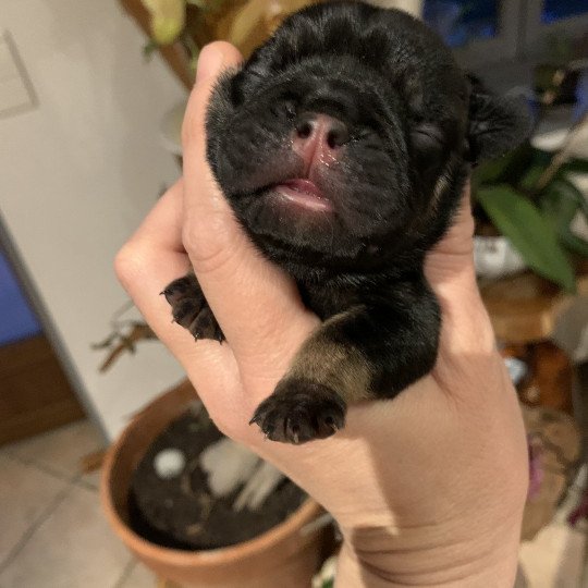 chiot Bouledogue francais Black tan SLOAN Miss Bullz, élevage Bulldog Anglais et Français  