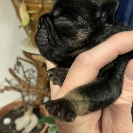 chiot Bouledogue francais Black tan SLOAN Miss Bullz, élevage Bulldog Anglais et Français  