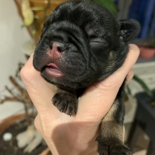 chiot Bouledogue francais Black tan SLOAN Miss Bullz, élevage Bulldog Anglais et Français  