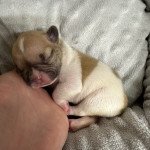 twister Miss Bullz Mâle Bouledogue francais twister Miss Bullz Mâle Bouledogue francais