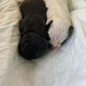Ulysse Miss Bullz Mâle Bouledogue francais