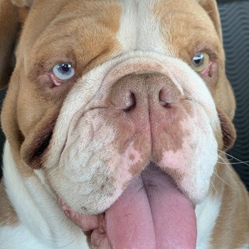 Nikita Femelle Bulldog anglais