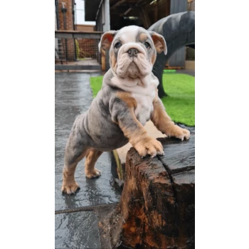 Miss Bullz, élevage Bulldog Anglais et Français