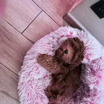 illice bonavista Greg Mâle Bichon havanais