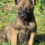 RUBY DE LE LEGION D'ATHENA Femelle Berger belge RUBY DE LE LEGION D'ATHENA Femelle Berger belge