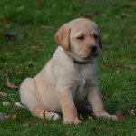 REALLY PERFECT DE LA LEGION D'ATHENA Femelle Retriever du Labrador