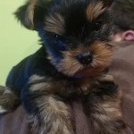 ROMEA DE LA LEGION D'ATHENA Femelle Yorkshire terrier ROMEA DE LA LEGION D'ATHENA Femelle Yorkshire terrier
