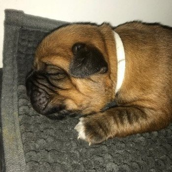 R de l’héritage rouge Femelle Dogue de bordeaux