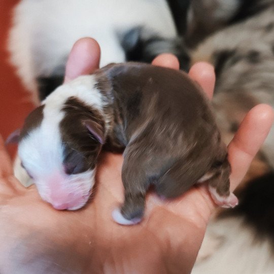 chiot Berger americain miniature Rouge et blanc Aglaé Berger Aéricain Miniature Echo de Narcisse  