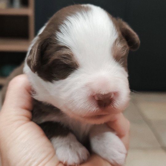 chiot Berger americain miniature Rouge et blanc Asperger Berger Américain Miniature Echo de Narcisse  