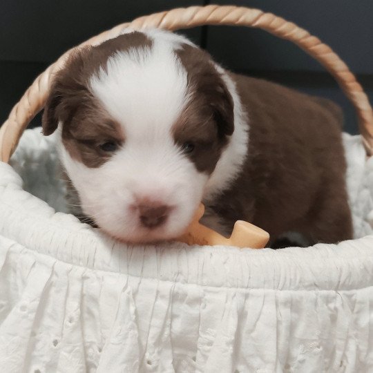 chiot Berger americain miniature Rouge et blanc tricolore Athos Swing Blue Note Berger Américain Miniature  