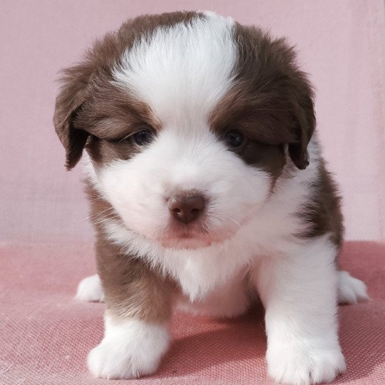 chiot Berger americain miniature Rouge et blanc tricolore Athos Swing Blue Note Berger Américain Miniature  