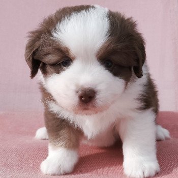 Athos Echo de Narcisse Mâle Berger americain miniature
