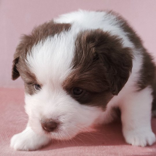 chiot Berger americain miniature Rouge et blanc tricolore Athos Swing Blue Note Berger Américain Miniature  